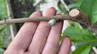 Обзор участка 🌸/ Май 2023/ Где купить кору лиственницы//Натухаевская/garden and vegetable garden
