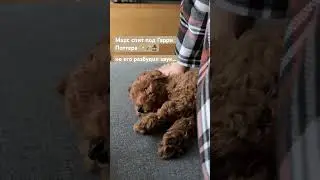 ДО КОНЦА 😂🐥🐥🐥Марс спит под Гарри поттера 🧙🏼‍♂️🪄