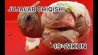 KURK TOVUG JUJA CHIQISHI 19-21 KUN