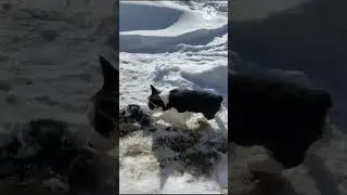 Вельш Корги Пемброк 07.01.24 гр. 2 мальчика. Окрас трёхцветный. +79163125530 #корги #пемброк #щенки