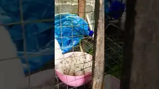 kiwil kelinci  pemakan nasi