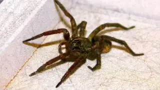 Giant Kitchen Spider