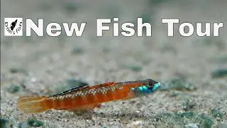 Over 100 Aquariums of Fish Nerd Paradise | Big Fish Room Tour