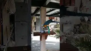 Гигантский попугай в Картахене Де Индиас, Колумбия. #shorts