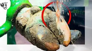 there’s a FOUNTAIN of PUS from this cow's hoof!