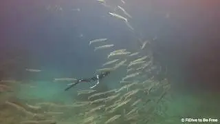 【FiDive】The Most Beautiful Tornado Underwater Made of Freediver & Barracuda Storm | Kenting, Taiwan