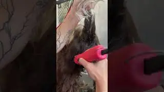 Красавец кокер спаниель 🔥 