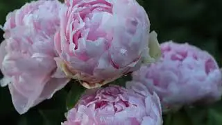Исторические пионы. Сорта. Часть 1.
