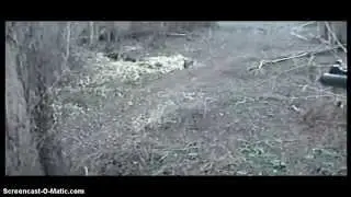 deer get shots