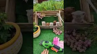 Как сделать общий снимок котят? Невозможно представить?!