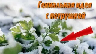 Вот она ГЕНИАЛЬНАЯ идея! Как можно сохранить ПЕТРУШКУ до ЗИМЫ на грядке до МОРОЗОВ Дачные Секреты