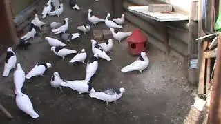 Пермские голуби.