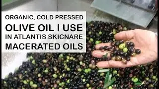 Process of Making Organic Cold Pressed Olive Oil Used in Atlantis Skicnare Macerated Oils