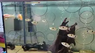 Exodon paradoxus/bucktooth tetra.Экзодоны забивают карпа(bucktooth tetra kill carp)