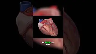 Coronary Arteries Explained 