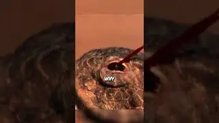 The Bizarre Reason Lizards Squirt Blood
