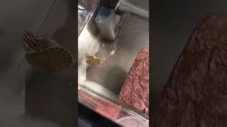 #turtle #livefeeding #reptile #aquaticlife #aquarium #fyp #viral #viralvideo #shorts #cricket #fypシ