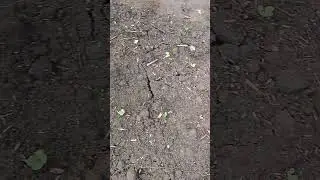 Вышел дайкон Миноваси!