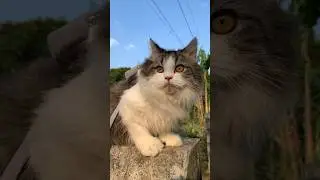 Jalan jalan sore bareng anabul lucu banget 😍 #kucinglucu #catlover #kitten #kucing