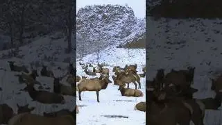 Elk Sounds