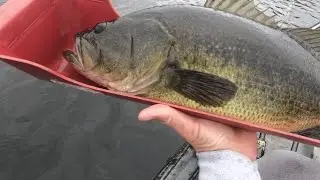Biggest bass of the year on small lake