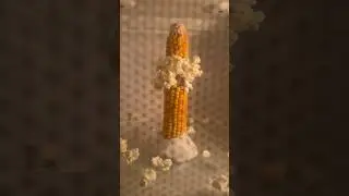 Can You Pop Corn On The Cob??