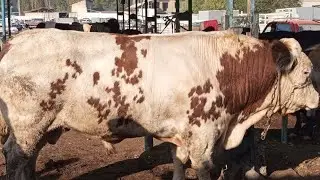 smental 835 kg andijon soy mol bozori