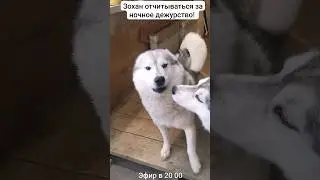 вожак 