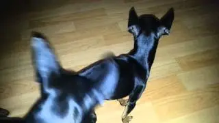Miniature Pinschers Mating Videos Ver.Korea [미니핀 교미영상]