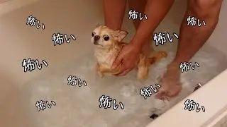 足がつく深さなのに...水面でどうしてもバタバタしてしまうチワワがこちらです