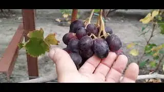 ГФ Винограда ЭТЮД (Калугин В.М.). 03.10.2023г.