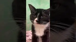 Живу у кота… #мейнкун #безкотажизньнета #cat