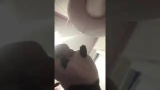 Панда