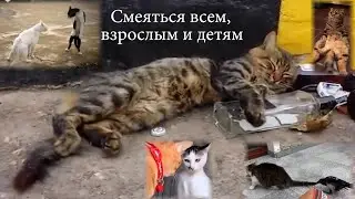 Самая смешная подборка домашних котиков и кошек