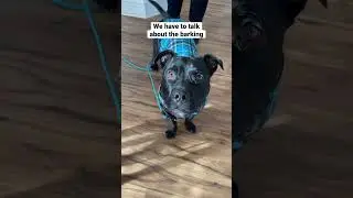 Barking problem? Have a meeting! #dogs #fypシ #foryou #viral #dogtraining