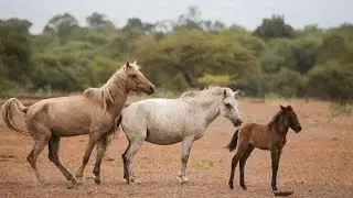 Wild Horses and Buffaloes of Doro Ncanga, Sumbawa(HD)
