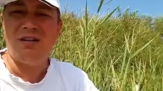 Покемон го по Альметьевский