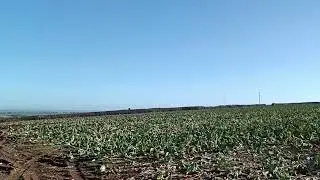 Англия жумыс . копуста