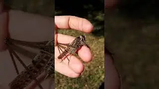 Szemölcsevő szöcske / Decticus verrucivorus