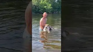 Стаффорд плавает в реке #shortvideo #собака #стаффорд #staff #pets #юмор #стаффордширскийтерьер