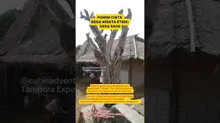 Guys ini adalah Pohon Cinta di Desa wisata etnik: Desa Sade, Lombok, Nusa Tenggara Barat.