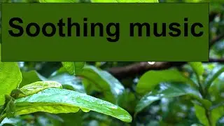 Good music for relaxation and meditation.