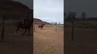 Dakota's first time ever doing dressage! (don't mind my awful riding its bad lol)