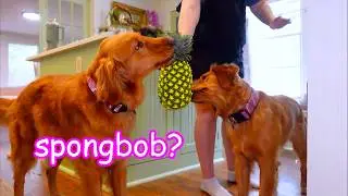 My Dogs Make Summer Snacks 🍉