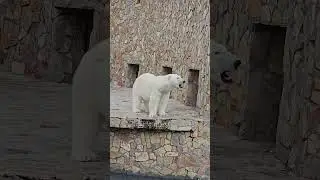 Питерский Мишка