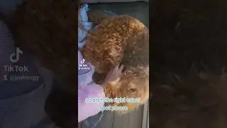 scratching the right spot