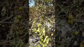 В лес за алычой