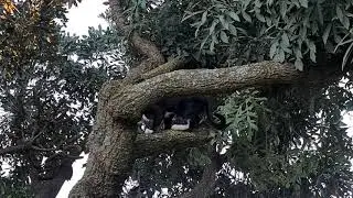 Speckled Mousebird defending nest against our one cat Olaf