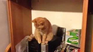 Gilda plays with tissues
