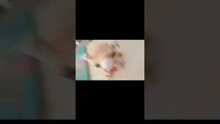 котофей😇